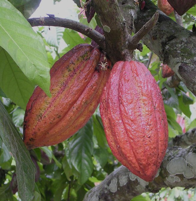 Cocoa Bean-product